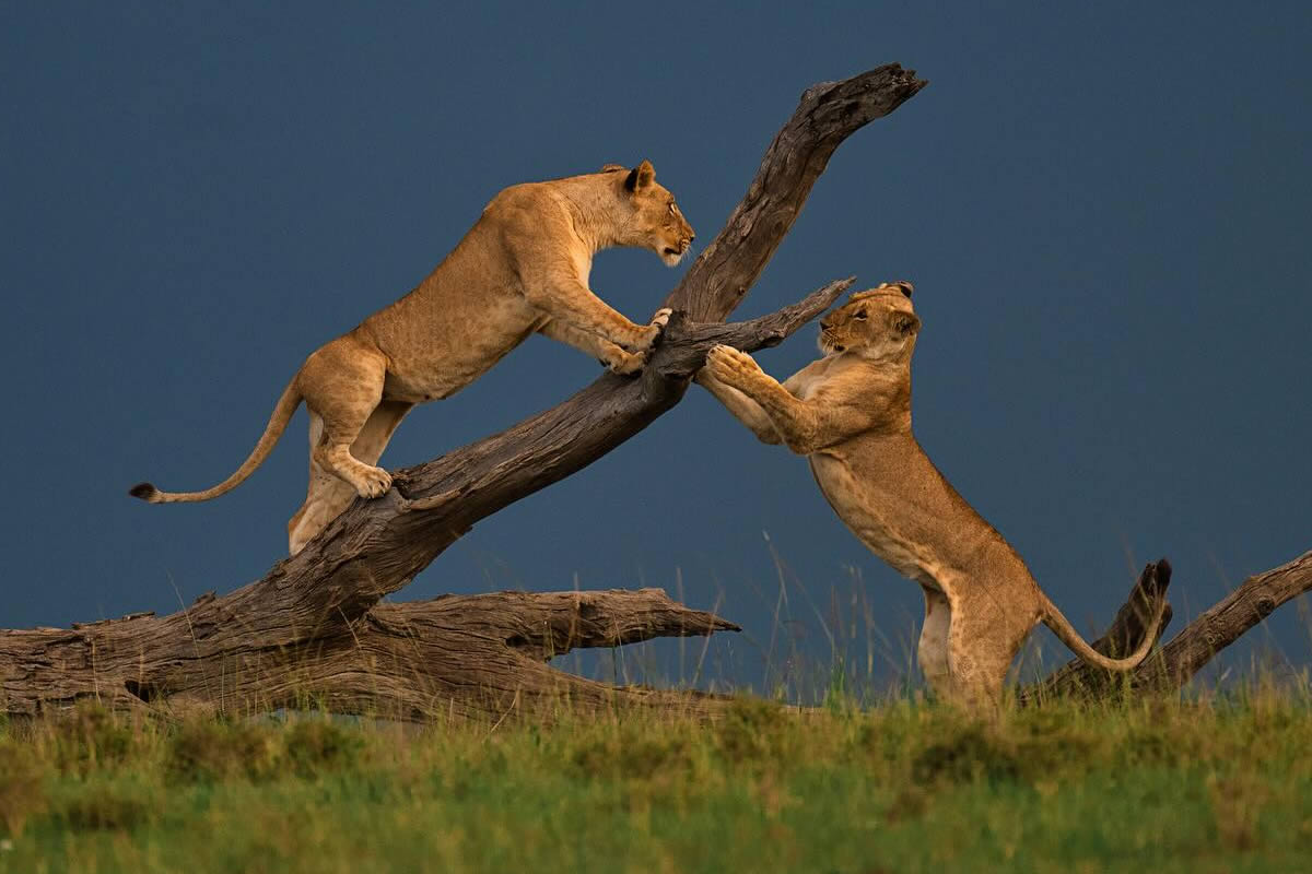 Indian Photographer Madhur Nangia Captures Amazing Wildlife Photos That Will Leave You In Awe