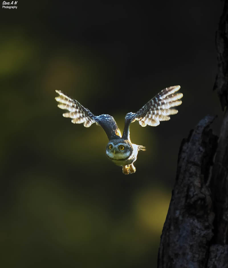 Indian Wildlife Photography By Sivakumar A N