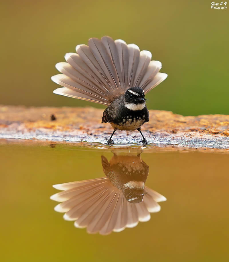 Indian Wildlife Photography By Sivakumar A N