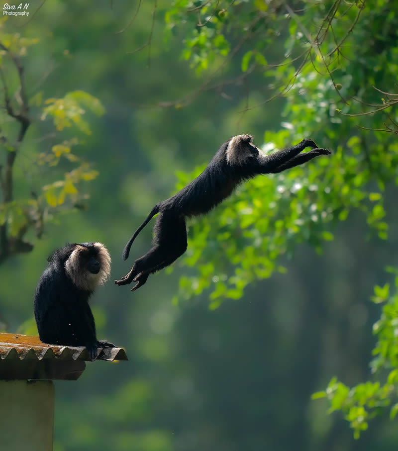 Indian Wildlife Photography By Sivakumar A N