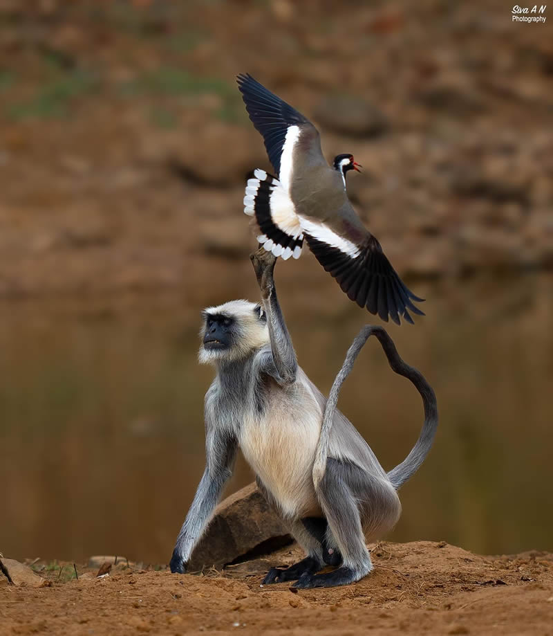 Indian Wildlife Photography By Sivakumar A N