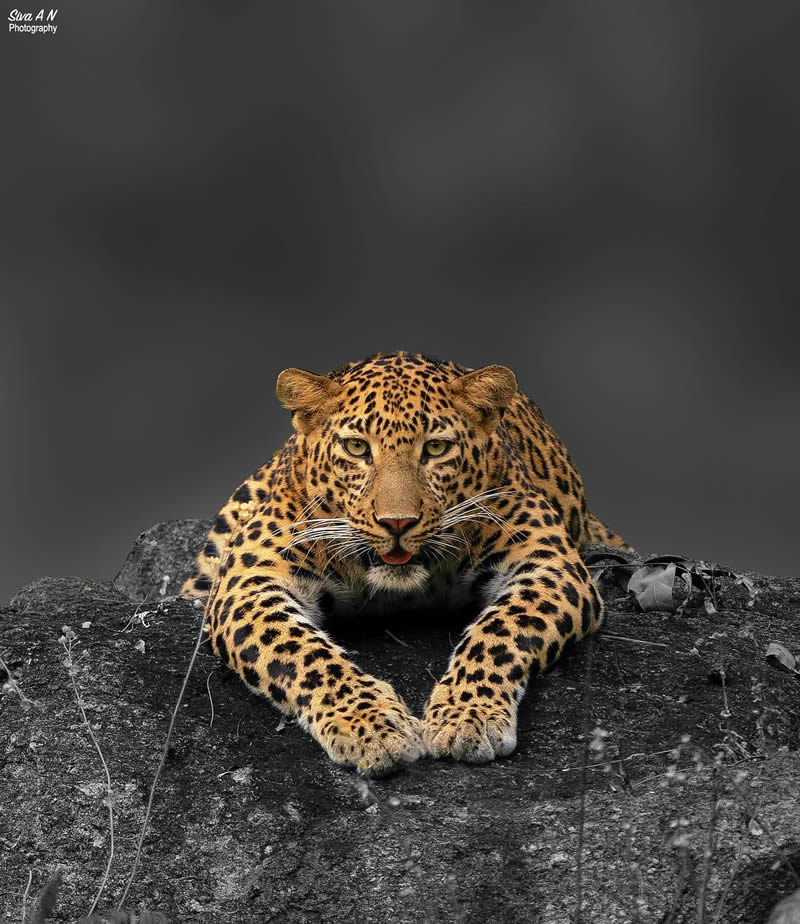 Indian Wildlife Photography By Sivakumar A N