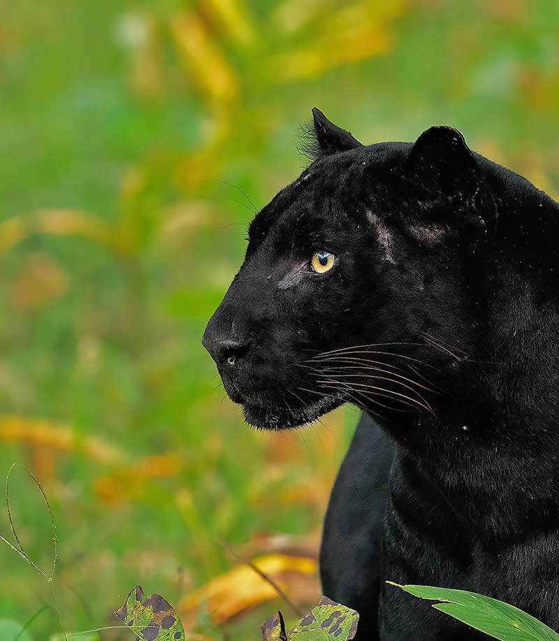 Indian Wildlife Photography By Sivakumar A N