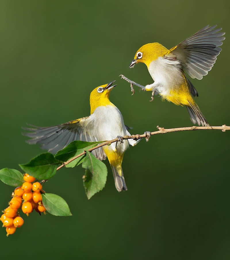 Indian Wildlife Photography By Sivakumar A N