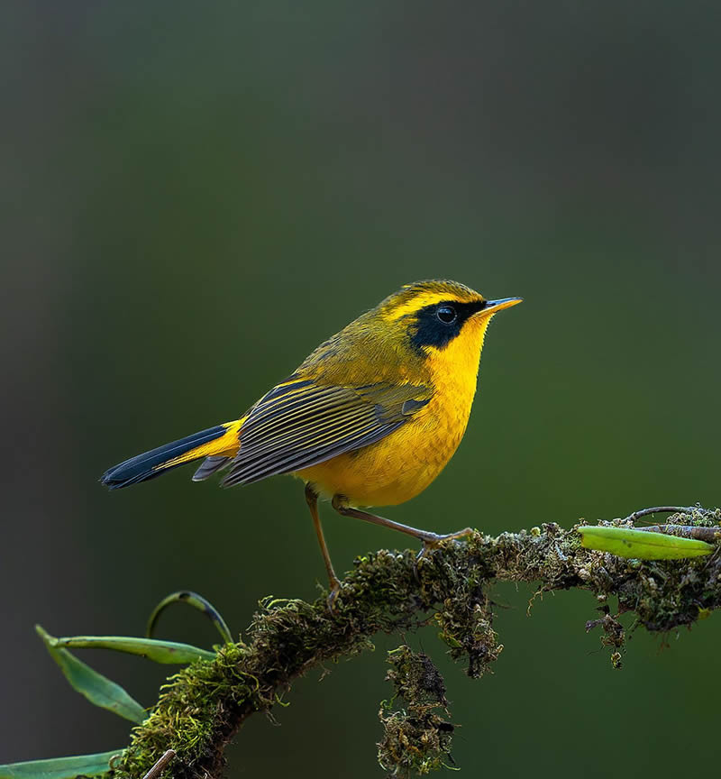 Indian Wildlife Photography By Sivakumar A N