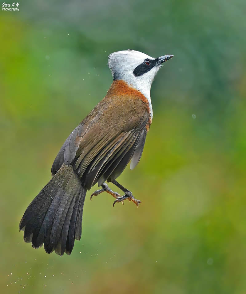 Indian Wildlife Photography By Sivakumar A N