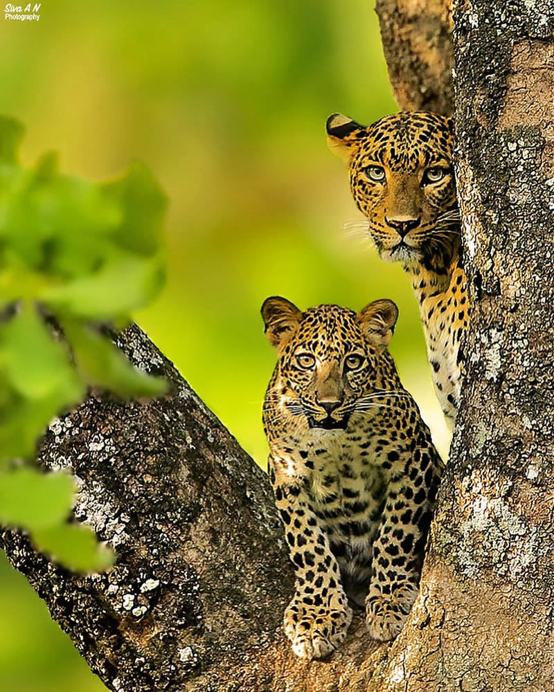 Indian Wildlife Photography By Sivakumar A N