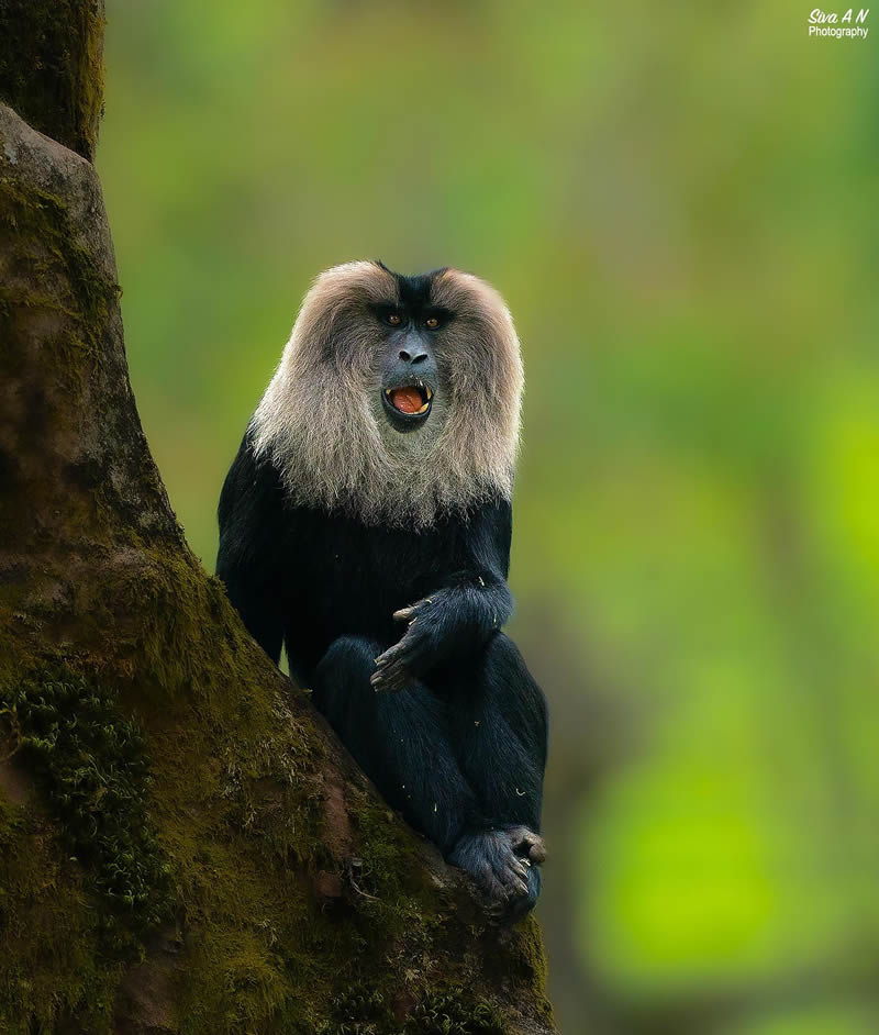 Indian Wildlife Photography By Sivakumar A N