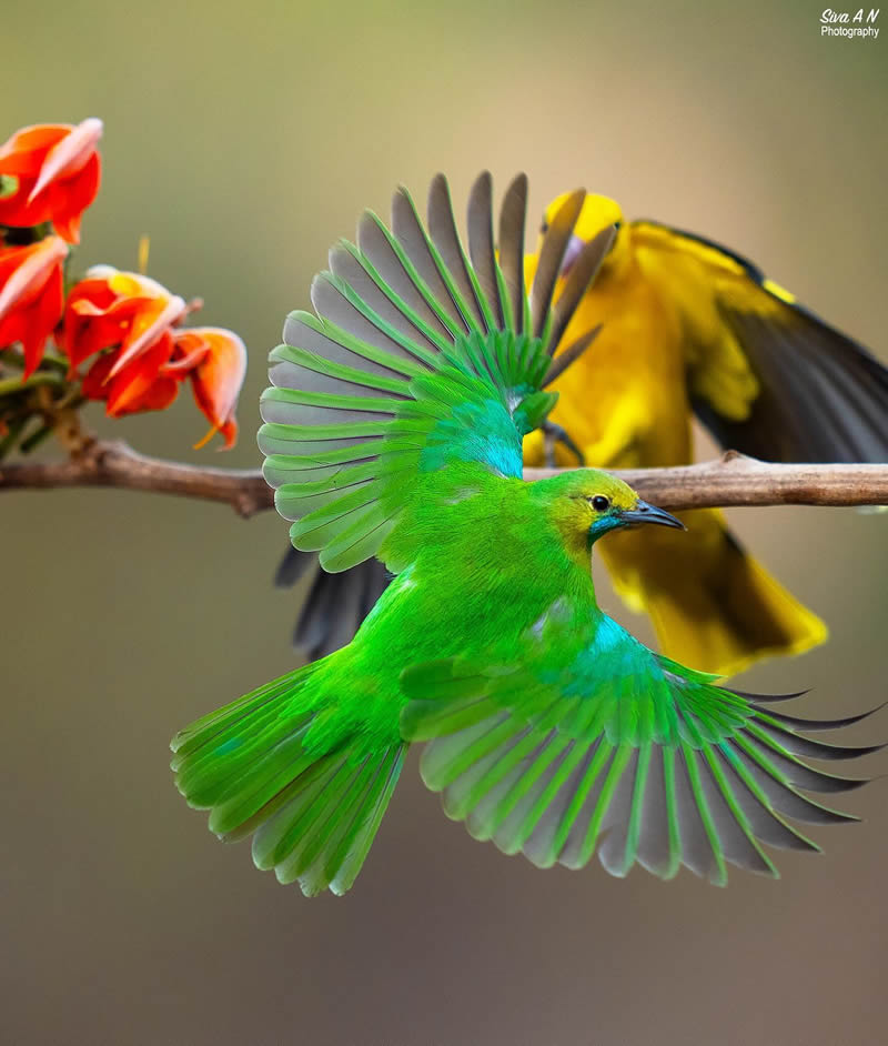 Indian Wildlife Photography By Sivakumar A N