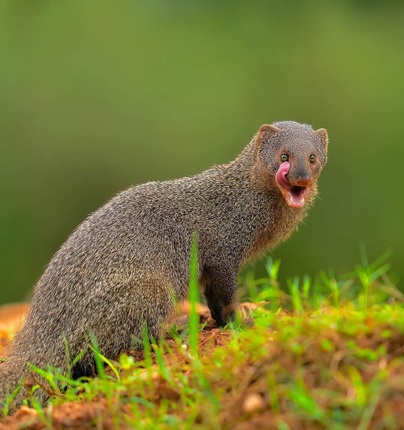 Indian Wildlife Photography By Sivakumar A N