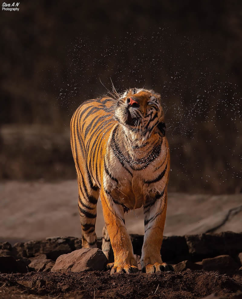 Indian Wildlife Photography By Sivakumar A N