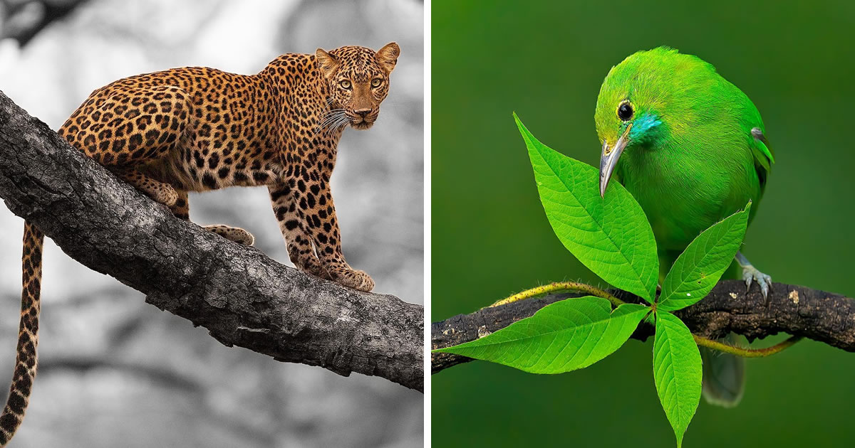 Indian Photographer Sivakumar A N Captures Stunning Wildlife Photos In Their Natural Habitat