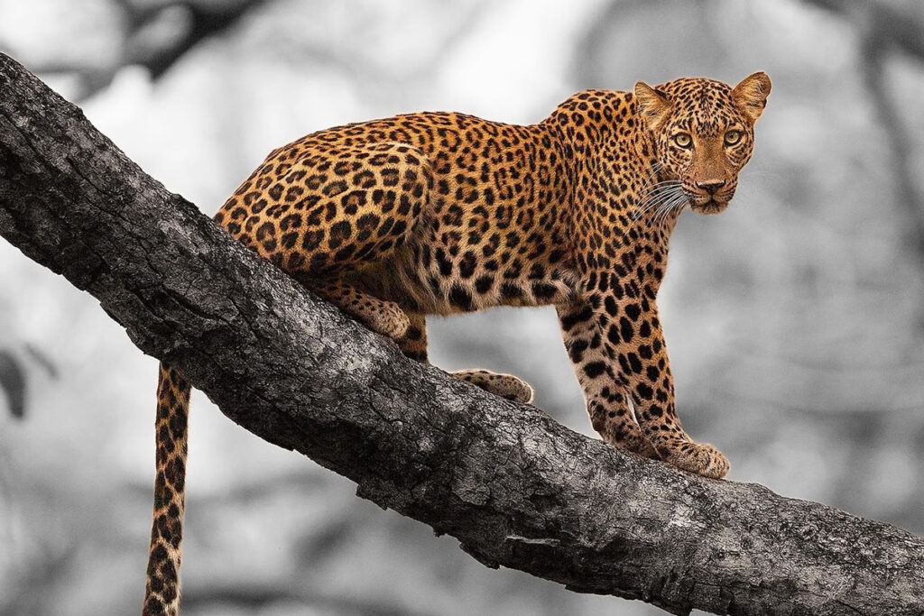 Indian Wildlife Photography By Sivakumar A N