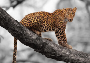 Indian Wildlife Photography By Sivakumar A N