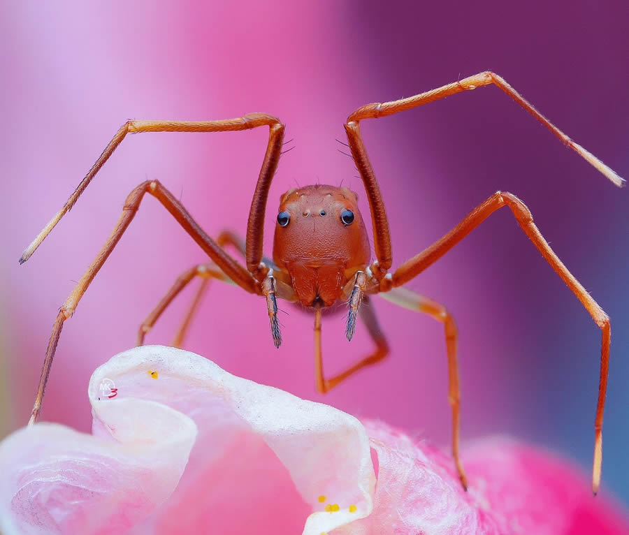 Macro Photos Of Insects By Marcus Kam