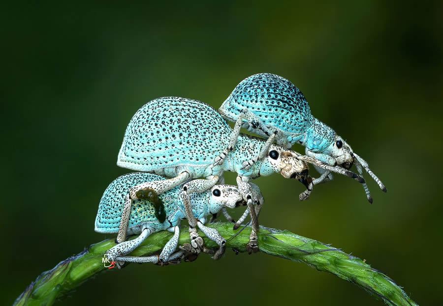 Macro Photos Of Insects By Marcus Kam