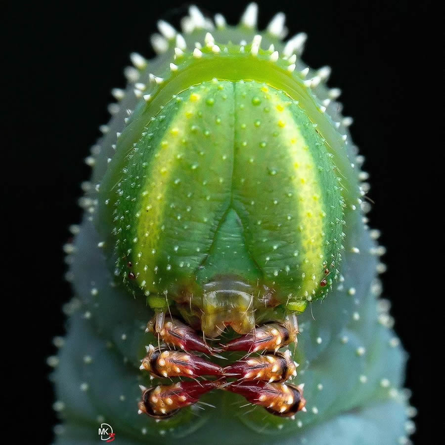 Macro Photos Of Insects By Marcus Kam