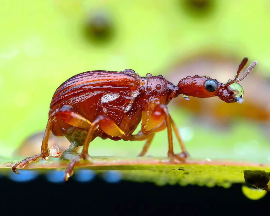 Macro Photos Of Insects By Marcus Kam