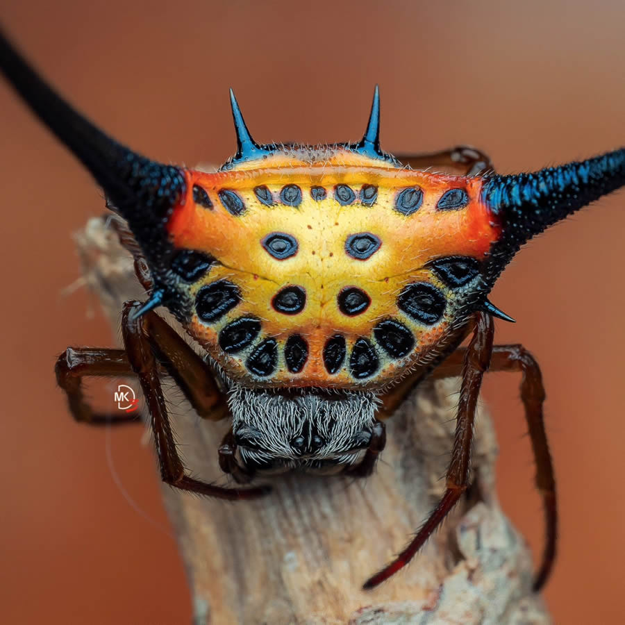 Macro Photos Of Insects By Marcus Kam