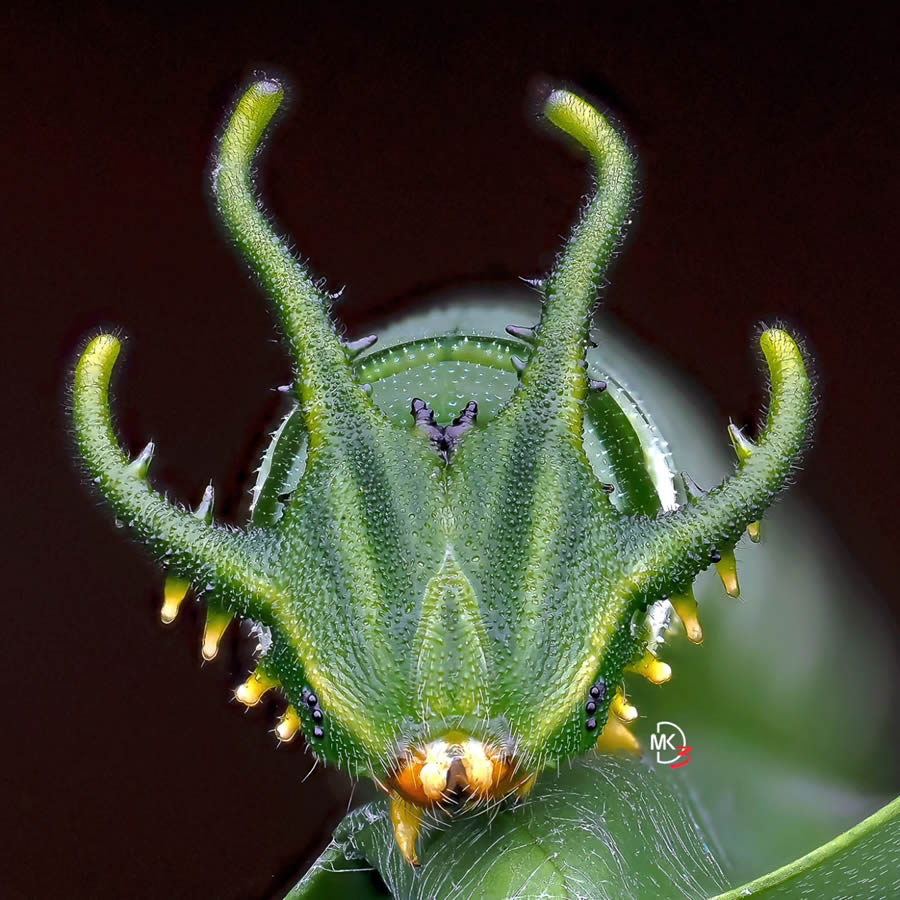 Macro Photos Of Insects By Marcus Kam