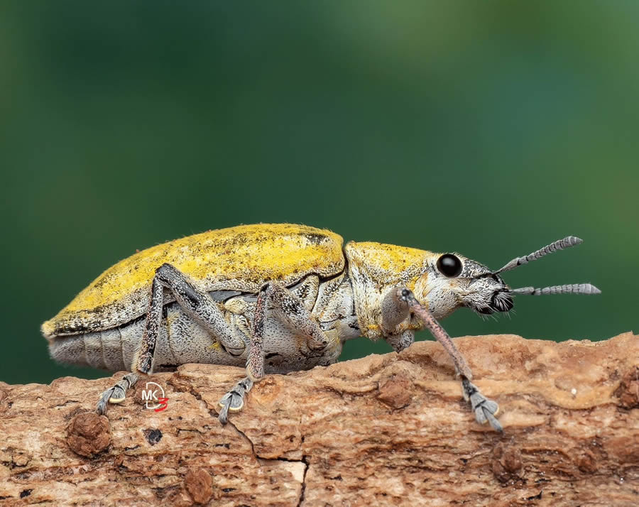 Macro Photos Of Insects By Marcus Kam