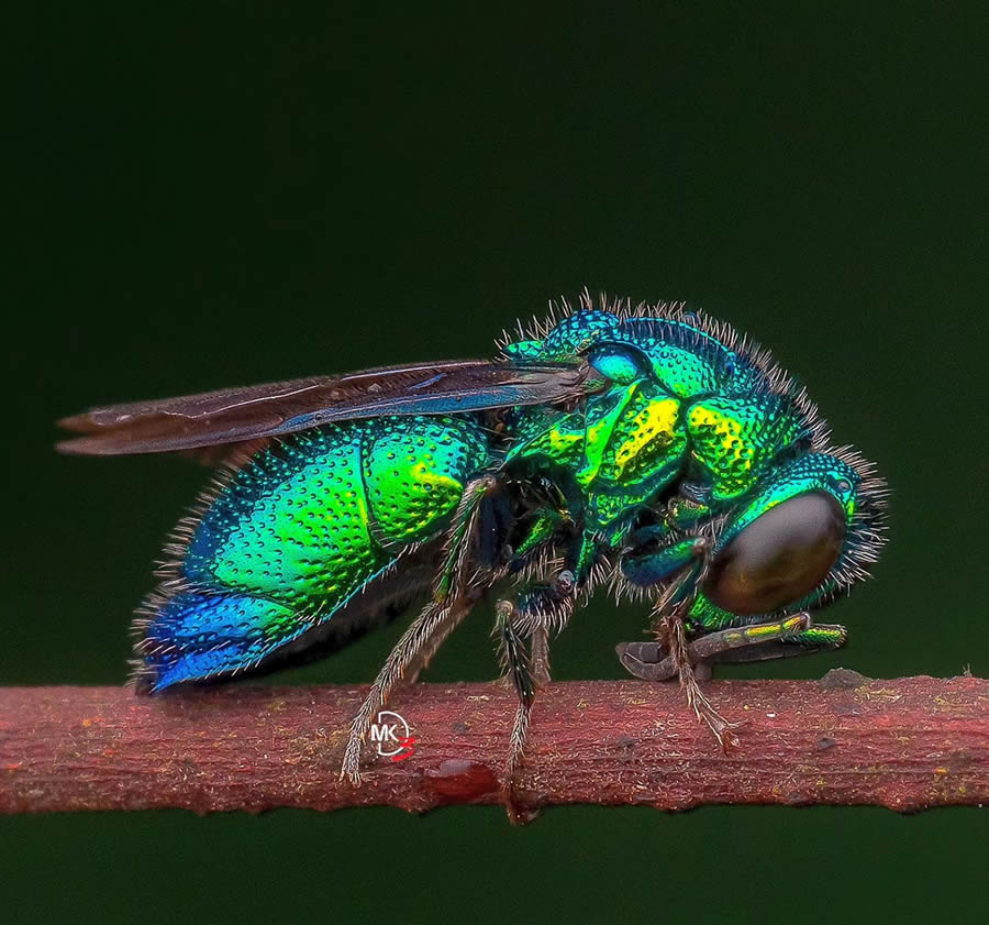 Macro Photos Of Insects By Marcus Kam