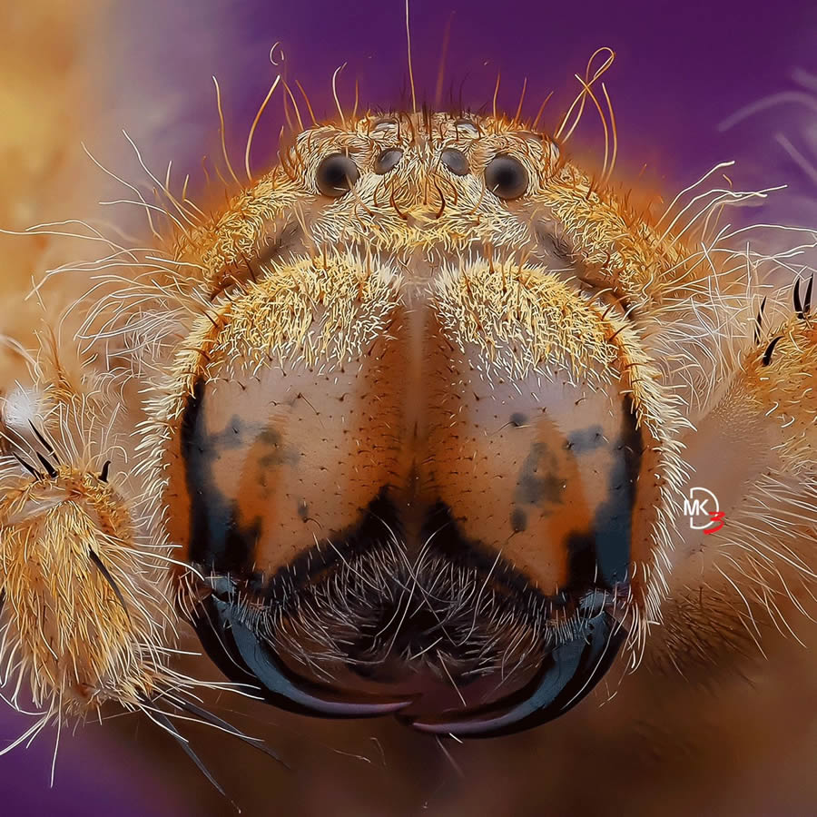 Macro Photos Of Insects By Marcus Kam