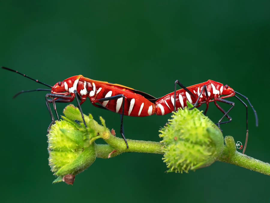 Macro Photos Of Insects By Marcus Kam