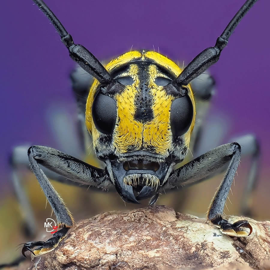 Macro Photos Of Insects By Marcus Kam