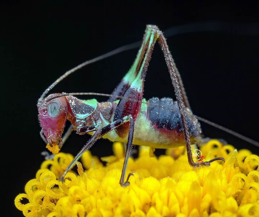 Macro Photos Of Insects By Marcus Kam