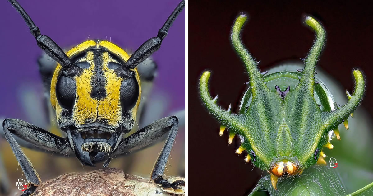 Malaysian Photographer Marcus Kam Captures Mesmerizing Macro Photos Of Insects