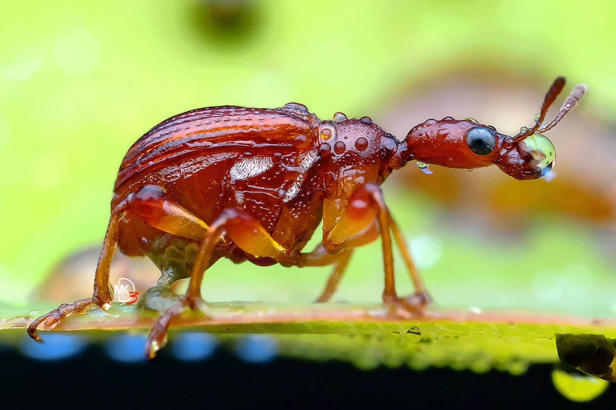 Macro Photos Of Insects By Marcus Kam