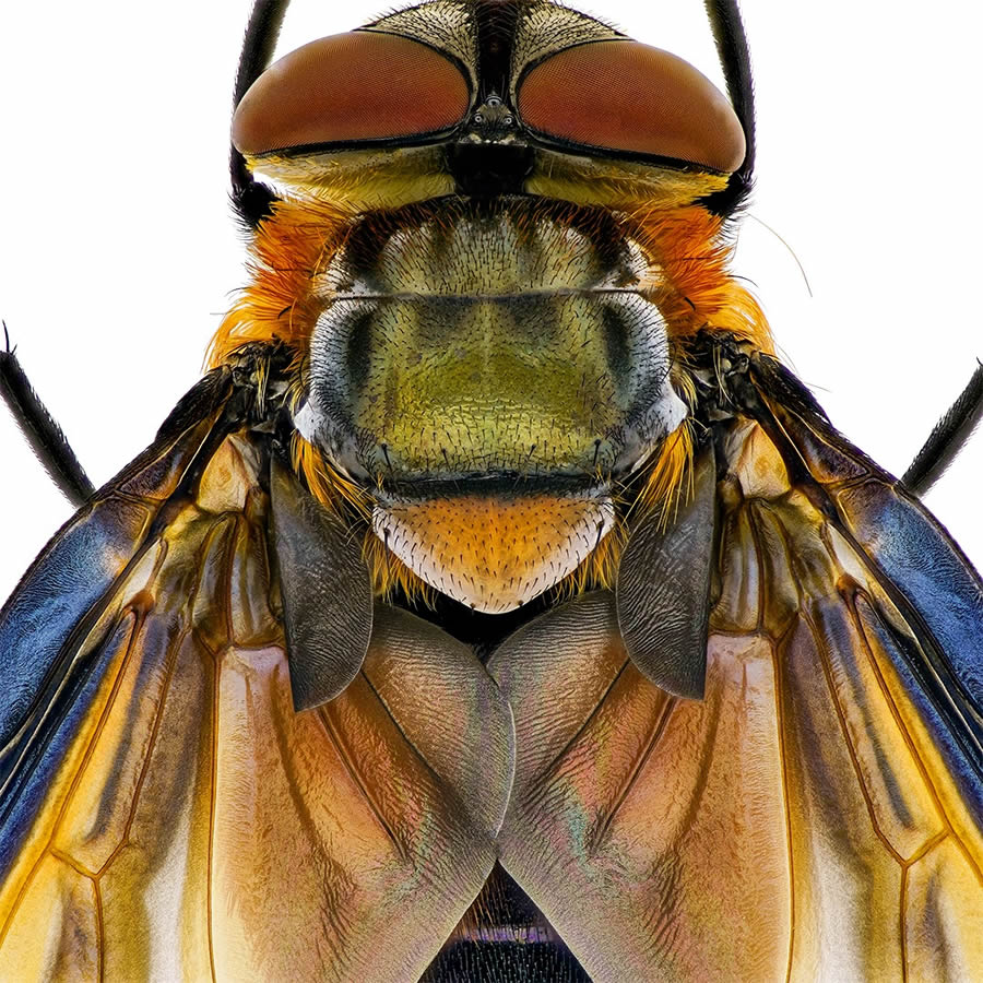 Insects Macro Photography By Thorben Danke