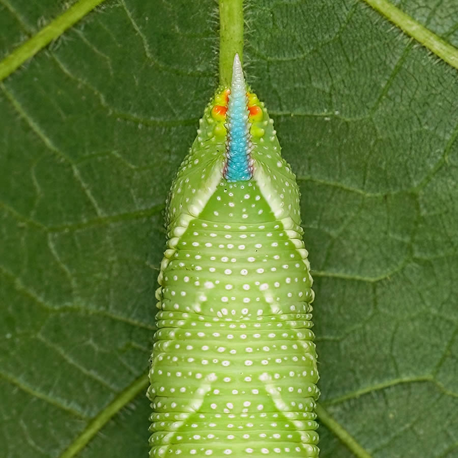 Insects Macro Photography By Thorben Danke