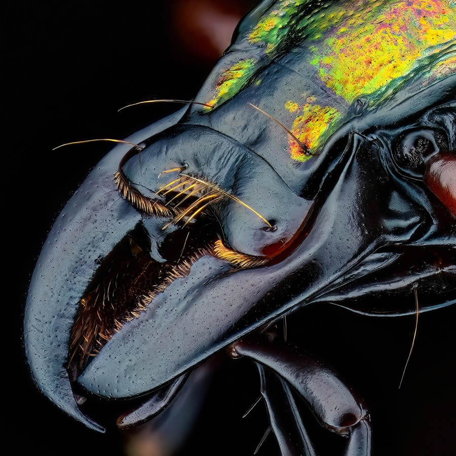 Insects Macro Photography By Thorben Danke