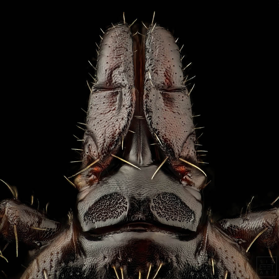 Insects Macro Photography By Thorben Danke