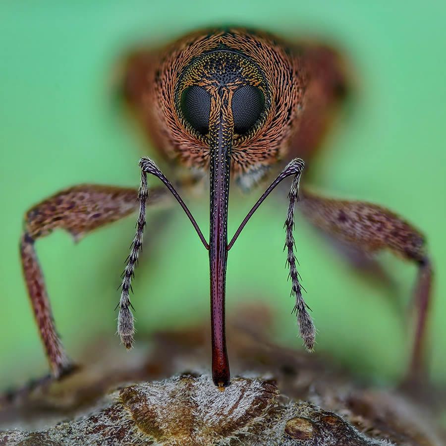 Insects Macro Photography By Thorben Danke