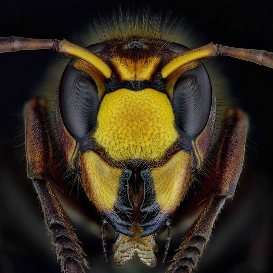 Insects Macro Photography By Thorben Danke