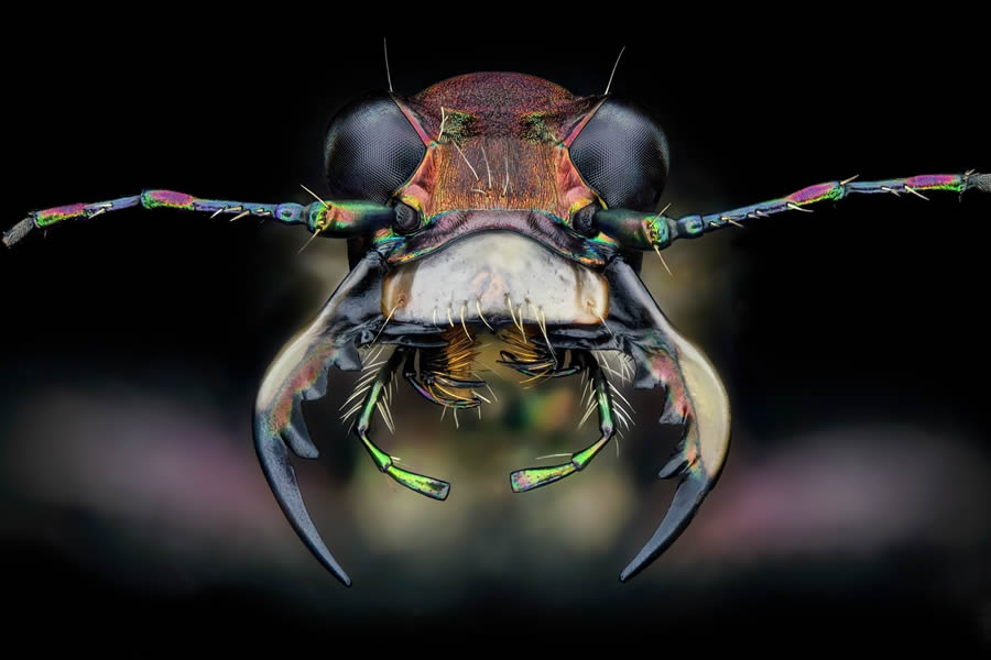 Insects Macro Photography By Thorben Danke