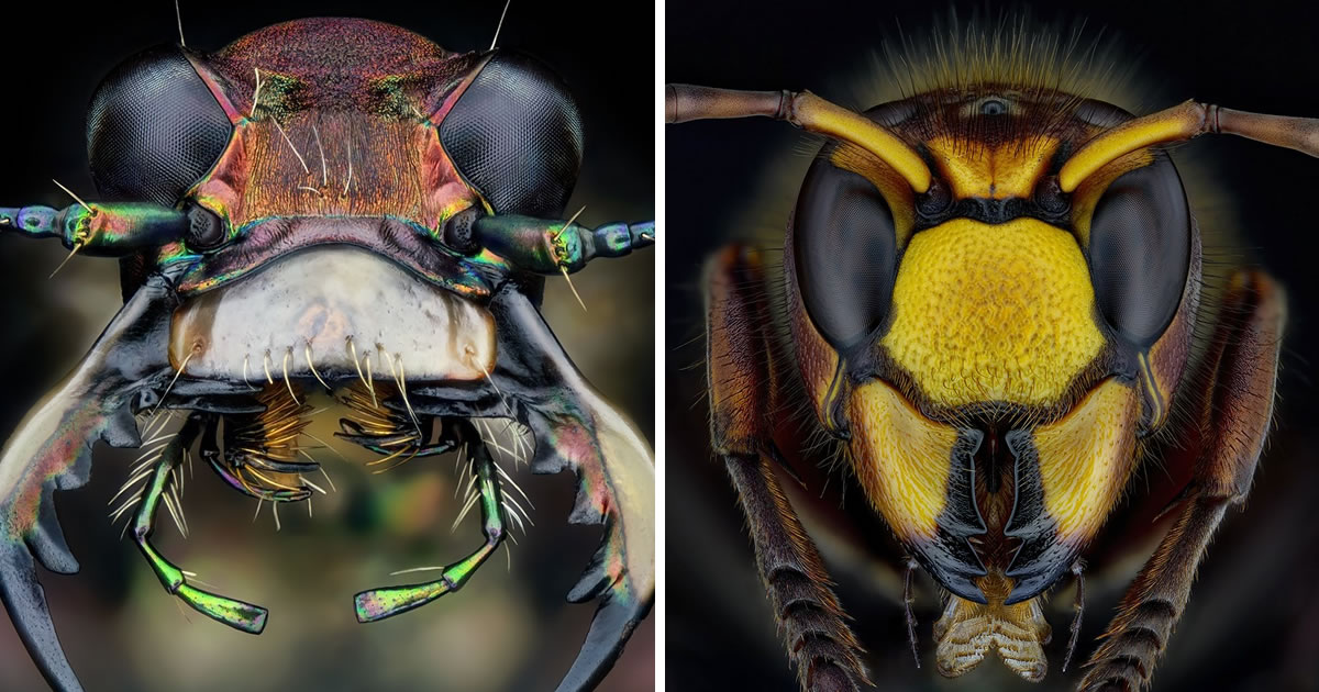 Photographer Thorben Danke Reveals The Hidden World Of Insects Through Macro Photography