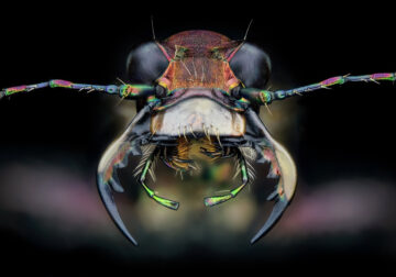 Insects Macro Photography By Thorben Danke