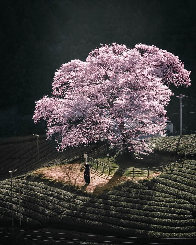 Cherry Blossoms In Japan By Ryosuke Kosuge