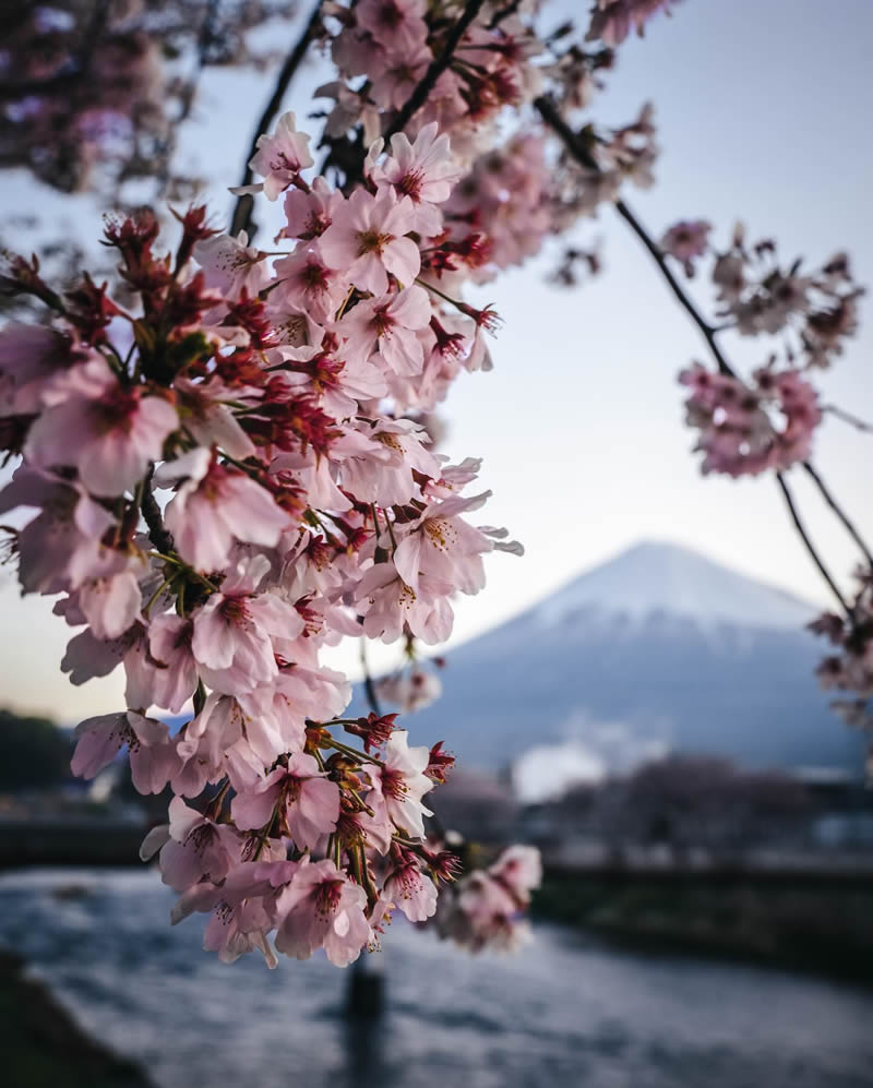 Cherry Blossoms In Japan By Ryosuke Kosuge