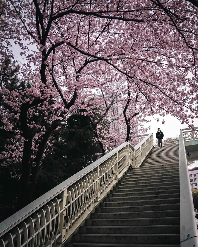 Cherry Blossoms In Japan By Ryosuke Kosuge