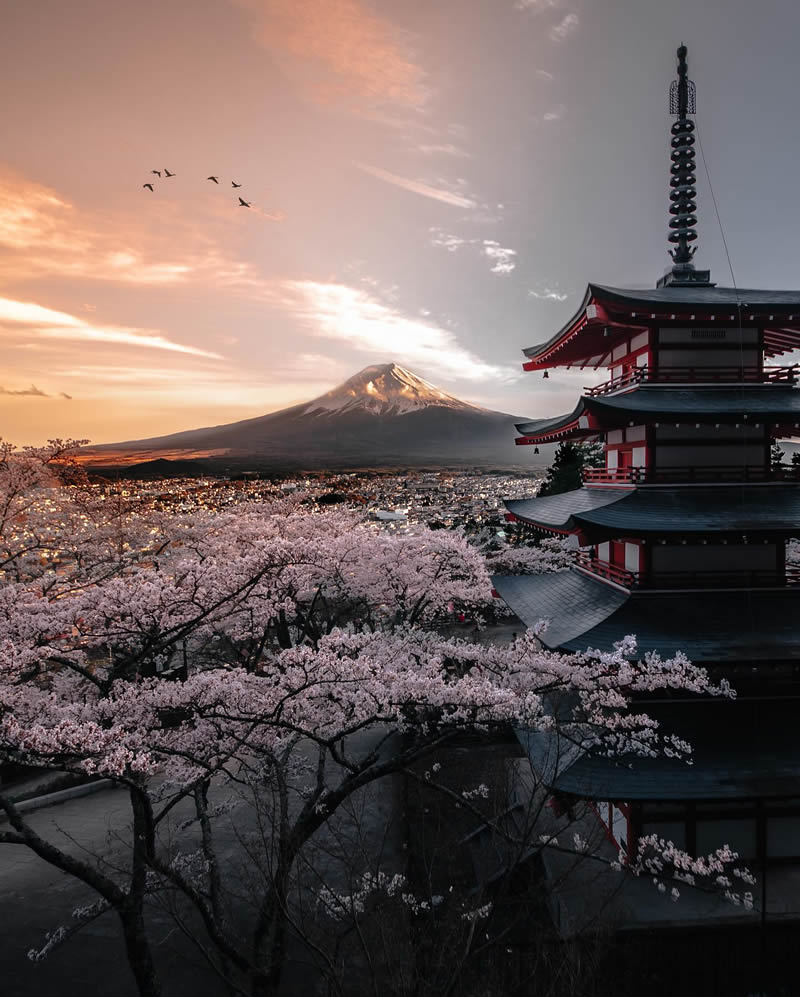 Cherry Blossoms In Japan By Ryosuke Kosuge