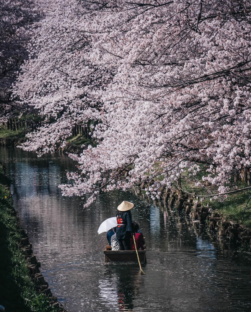 Cherry Blossoms In Japan By Ryosuke Kosuge