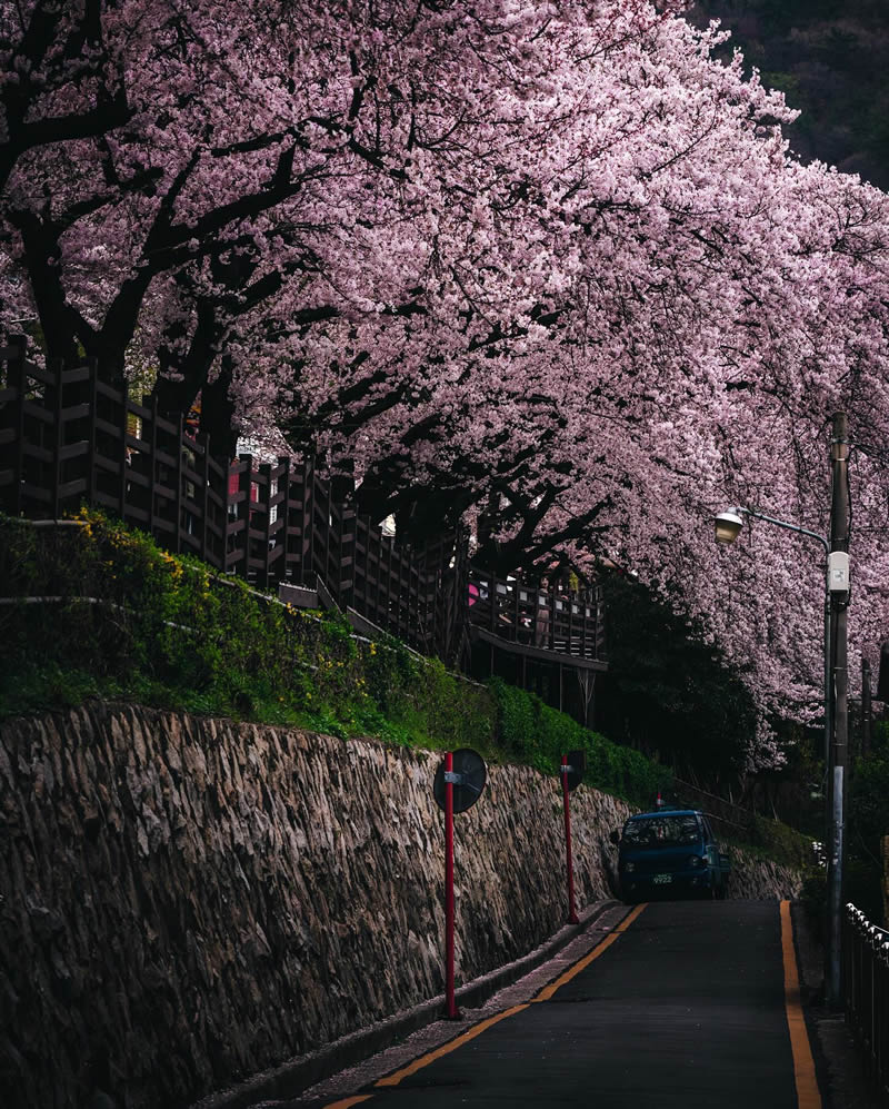 Cherry Blossoms In Japan By Ryosuke Kosuge