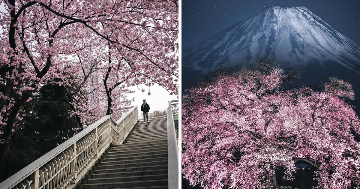 Photographer Ryosuke Kosuge Captures The Timeless Beauty Of Cherry Blossoms In Japan