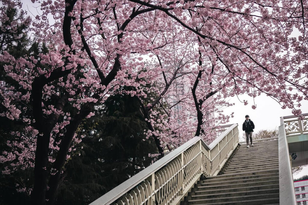 Cherry Blossoms In Japan By Ryosuke Kosuge