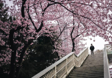 Cherry Blossoms In Japan By Ryosuke Kosuge